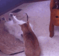 猫咪 可爱 萌宠 喵星人