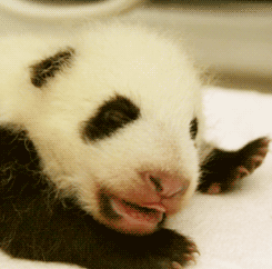 熊 可爱的 熊猫 可爱极了 squee 啊 小动物的舌头 动物宝宝 小动物的舌头 动物宝宝 熊猫宝宝