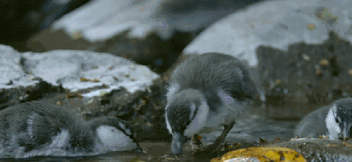 BBC新西兰：地球神秘岛屿 动物 纪录片 觅食 监鸭