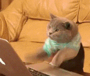猫咪 萌宠 可爱 玩电脑