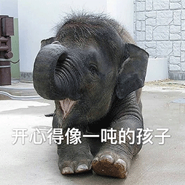 萌宠 大象 开心得像一吨的孩子 开心