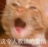 萌宠 猫星人 这令人歌颂的爱情 啊啊啊 呆萌 可爱