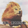 风啊 使劲的吹吧 狗狗 可爱