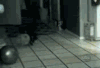 宠物 搞笑 喵星人 萌 gif