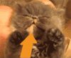 猫咪 睡觉 可爱 诱惑