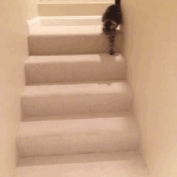 猫咪 喝醉了 楼梯 摔倒了
