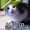 萌宠 喵星人 怂巴巴 怂了 呆萌 搞怪