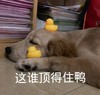 萌宠 汪星人 这谁顶得住啊 无奈 呆萌 可爱