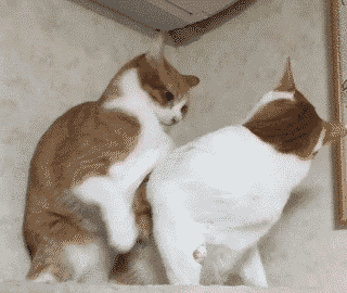 猫咪  打架  可爱 动画
