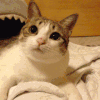 动物 小猫 摆手 躺下