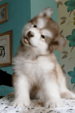 汪星人 搞笑 萌宠 可爱 狗狗