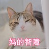 猫咪 动物 眯眼 妈的智障