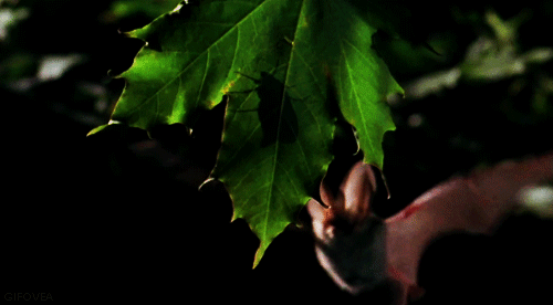 黑夜 蝙蝠 飞翔 树叶