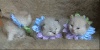 喵星人 小奶猫 可爱 萌 动物 萌宠 卡哇伊