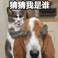 猜猜 我是谁 狗 猫