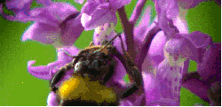 吮食 昆虫 植物 神话的森林 紫罗兰 纪录片 花蜜 蜜蜂