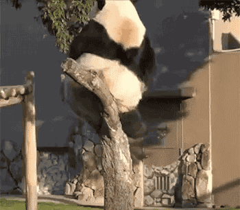 熊猫 上树 蠢萌 可爱