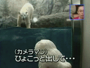 北极熊 搞笑 恶搞 害怕