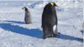企鹅 南极 小企鹅 拖地 好可爱哦