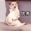萌宠 狗 狗狗 汪星人 优秀 赞