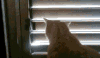 宠物 治愈 看看 窗外 风景 只想 萌 别闹 gif