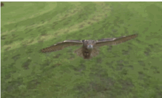 猫头鹰 owl