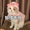 萌宠 喵星人 知错不改 不认错 搞怪 逗