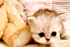 注视 小猫 可爱 萌