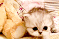 注视 小猫 可爱 萌