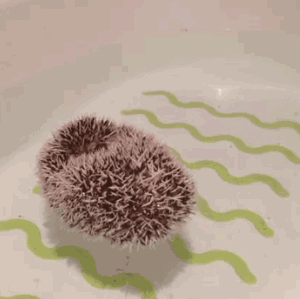 刺猬 萌 泡澡 漂浮 动物 可爱