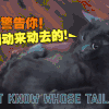 猫 卖萌 可爱 搞笑
