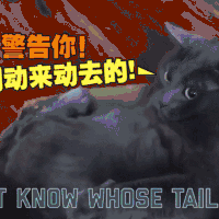 猫 卖萌 可爱 搞笑