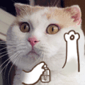 猫咪 喵星人 拍照 搞笑 萌萌哒 直视