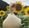 萌宠 鸭子 你凶什么凶 生气 呆萌 可爱