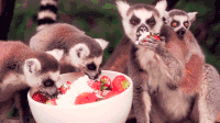 草莓 狐猴 偷吃 萌
