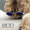 小猫 我看看 谁在装逼 斗图