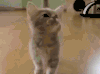 动物 萌宠 猫 喵星人