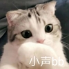 萌宠 猫星人 小声bb 嘘 呆萌 可爱
