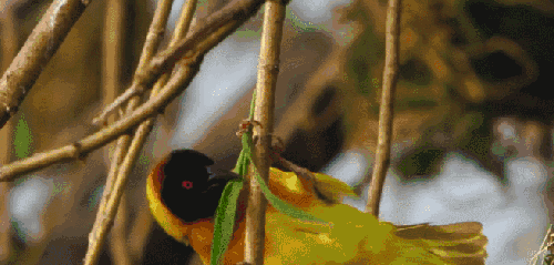 尼罗河-终极之河 纪录片 鸟类动物 黑头织巢鸟 织巢