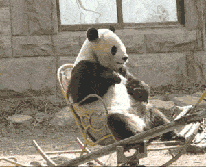 熊猫 坐摇椅 国宝 好可爱