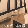 萌宠 猫星人 你在做 猫在看 凝视 搞怪