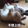萌宠 猫星人 不想上班 无奈 呆萌 可爱