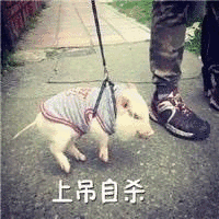 小猪 上吊自杀 斗图