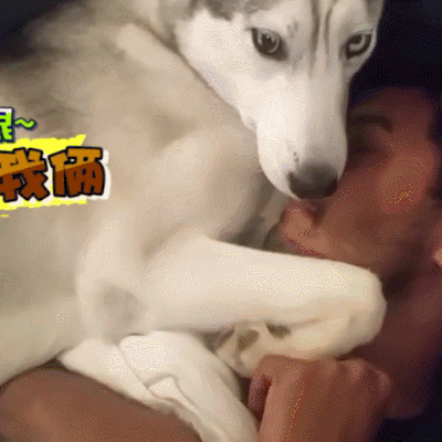 汪星人 搞笑 萌宠 可爱 狗狗