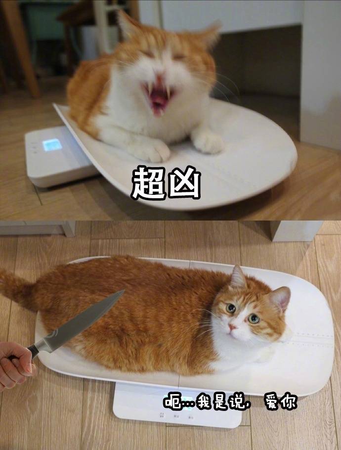 猫咪   斗图  表白  超凶  搞笑