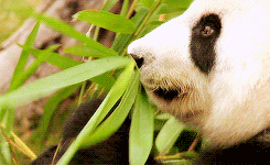 熊猫 竹子 吃货 可爱