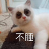 萌宠 猫星人 不睡 我不困 呆萌 可爱