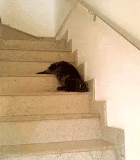 下楼 楼梯 黑色 小猫