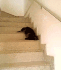 下楼 楼梯 黑色 小猫