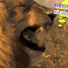 二哈 狗狗 汪星人 萌宠 可爱